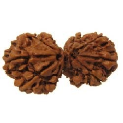 Manufacturers Exporters and Wholesale Suppliers of Gauri Shankar Rudraksha Faridabad Haryana